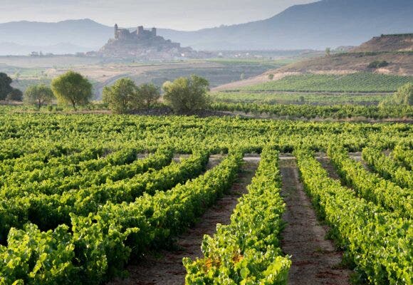 Rioja vs Ribera del Duero vineyard