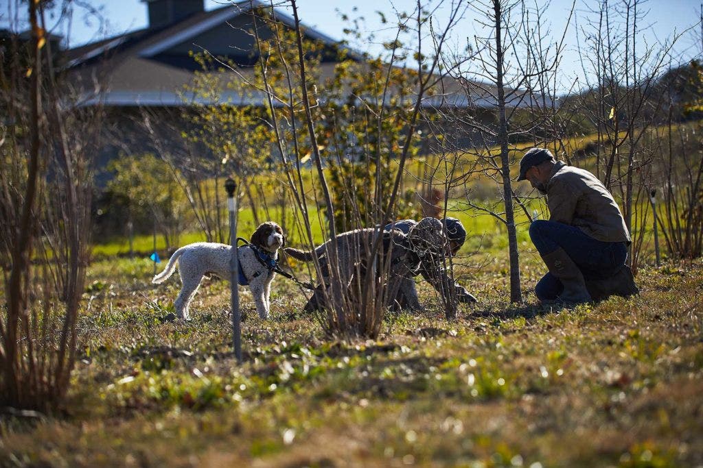 A photo of two men and two dogs searching for truffles.
