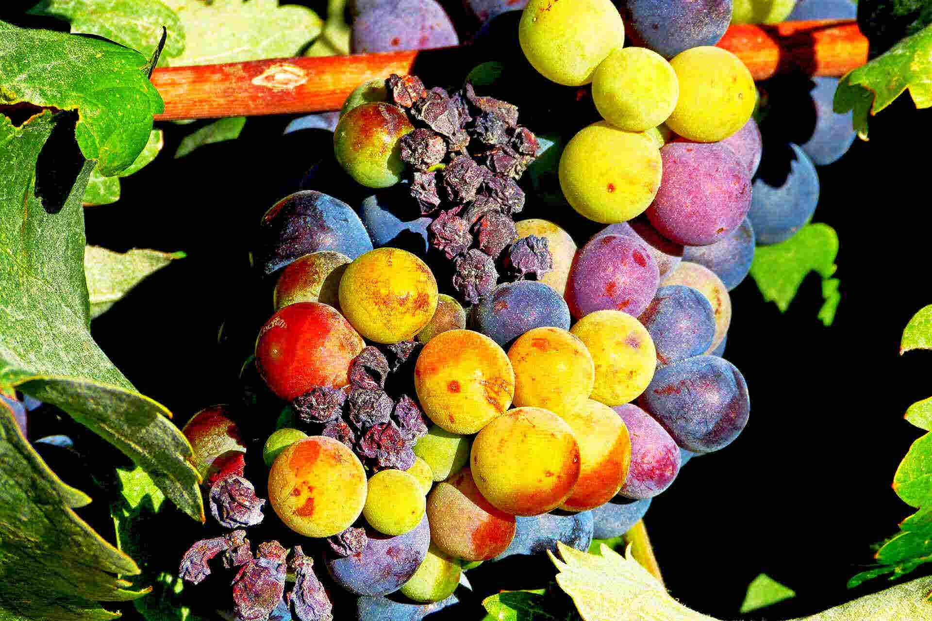 Grape Ripe delicious volcanic grapes Mavrotragano from vineyard of Santorini island, Greece