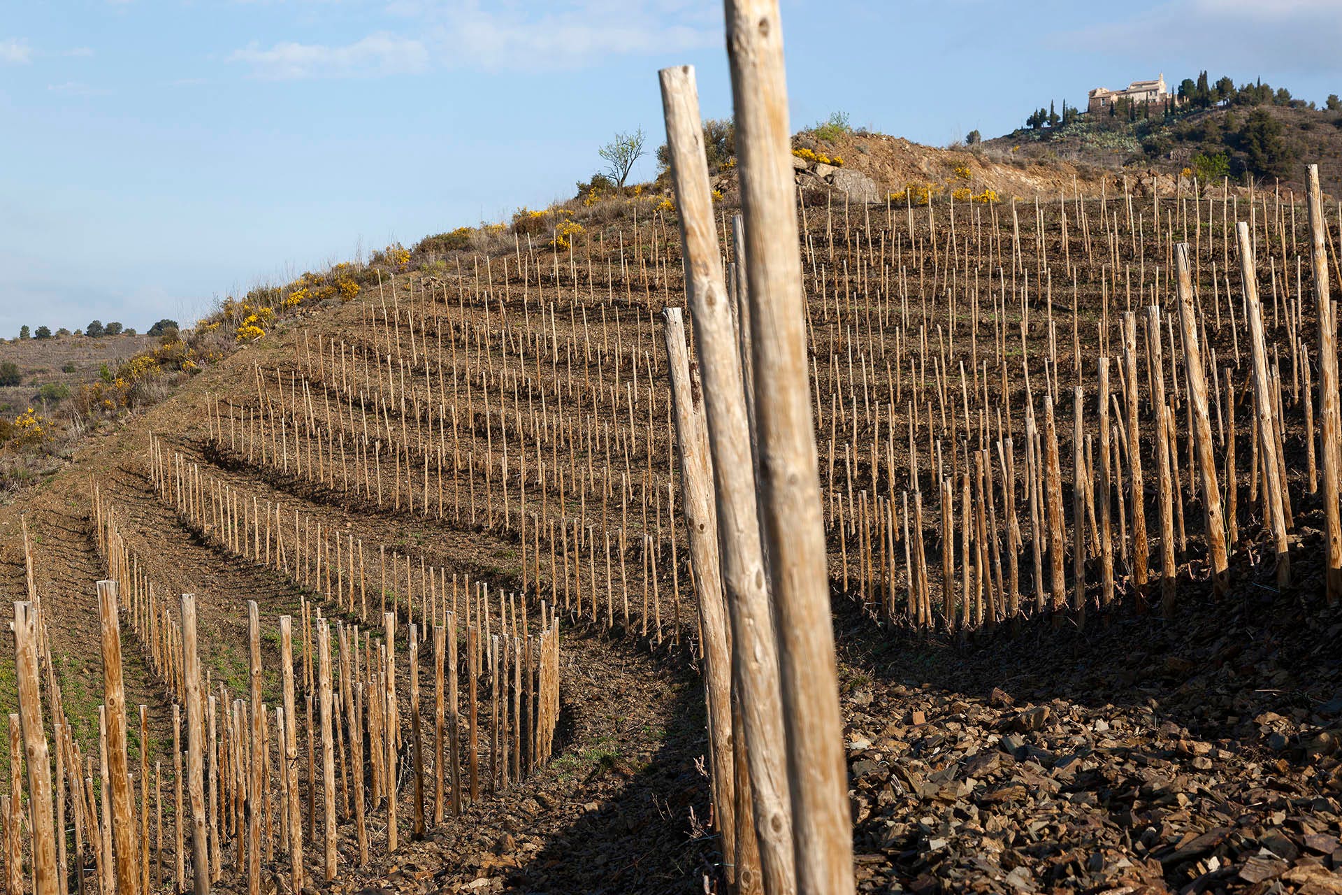 schist soil wine Priorat