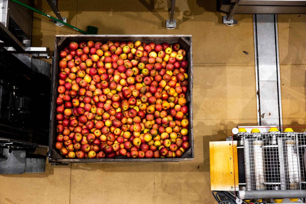 Angry Orchrard Apples