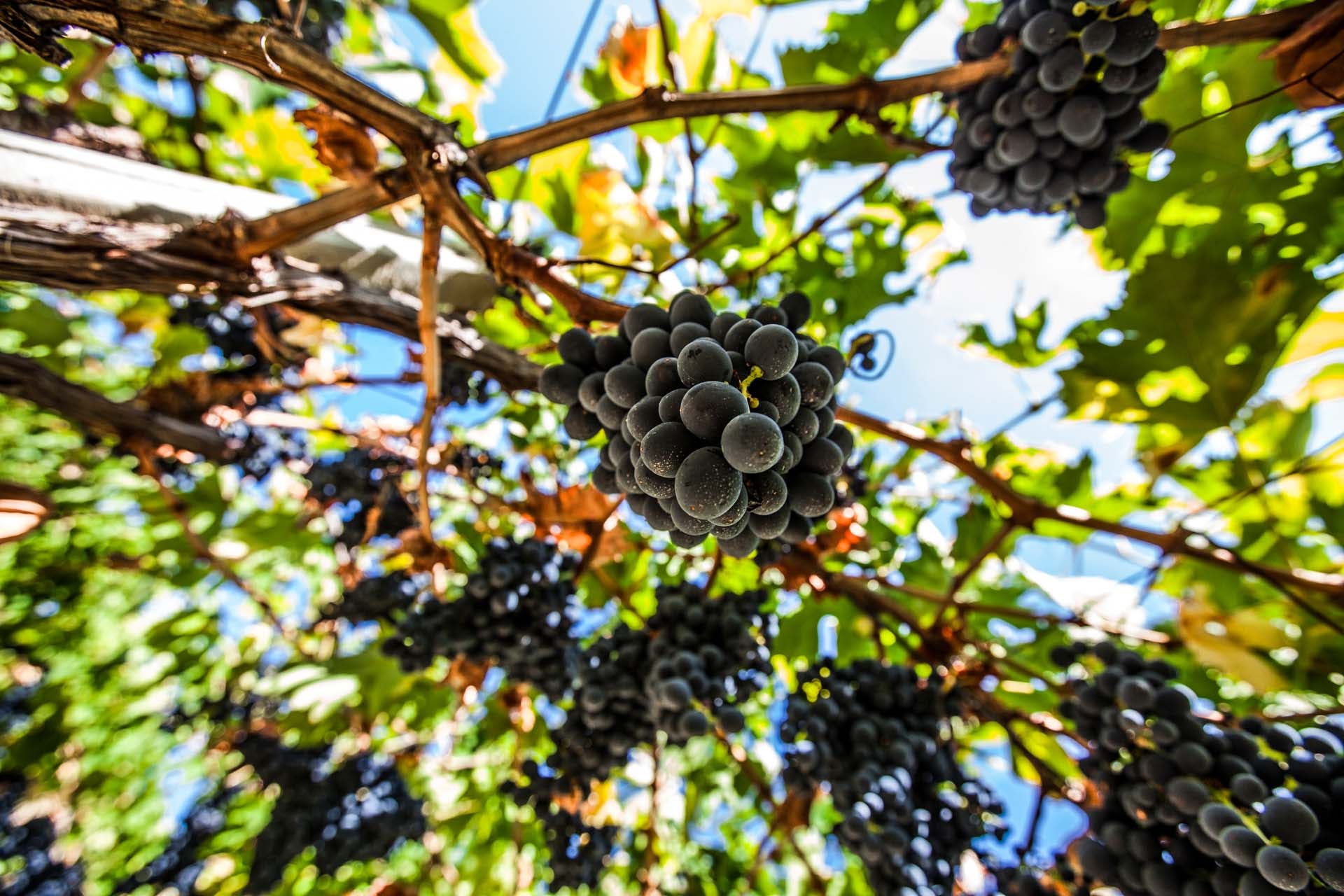 Montepulciano grapes