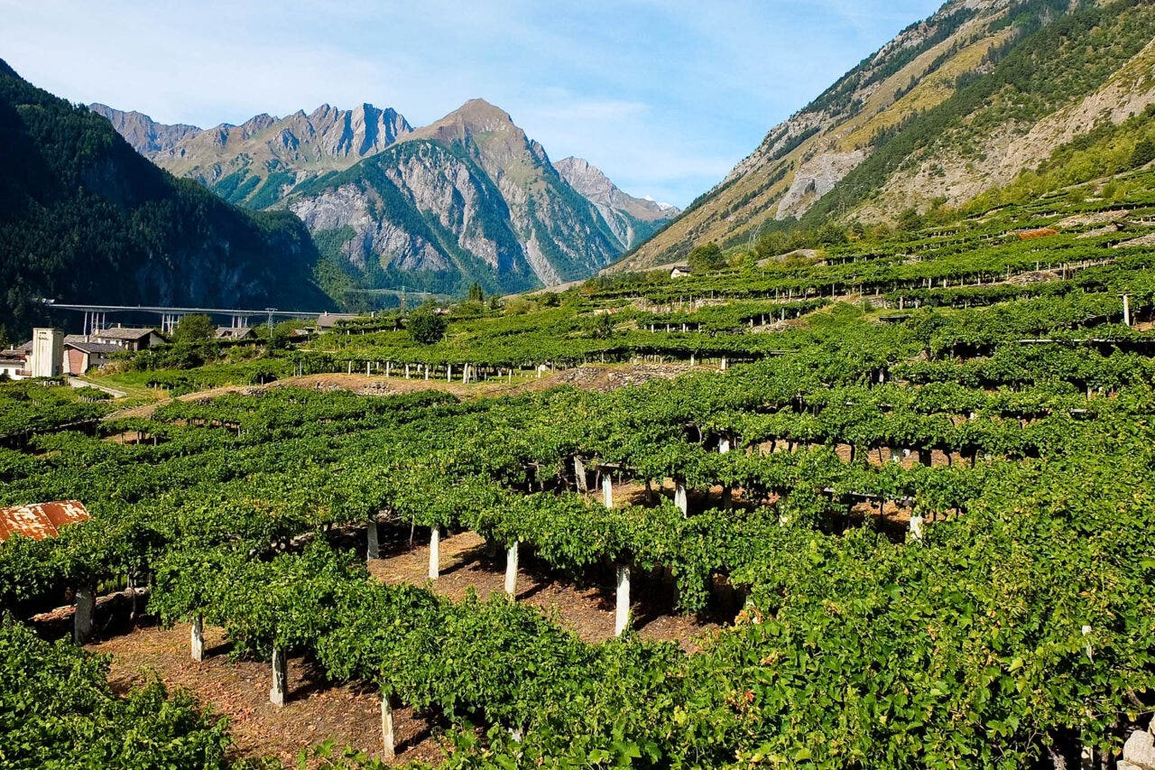 High elevation vineyards in Italy’s Valle d’Aosta / Getty