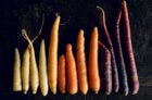 Different colored carrots.