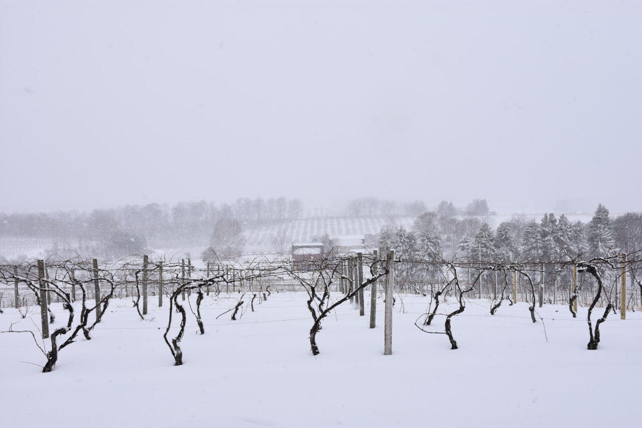 The frozen vines of Chateau Chantal,Traverse City, Michigan