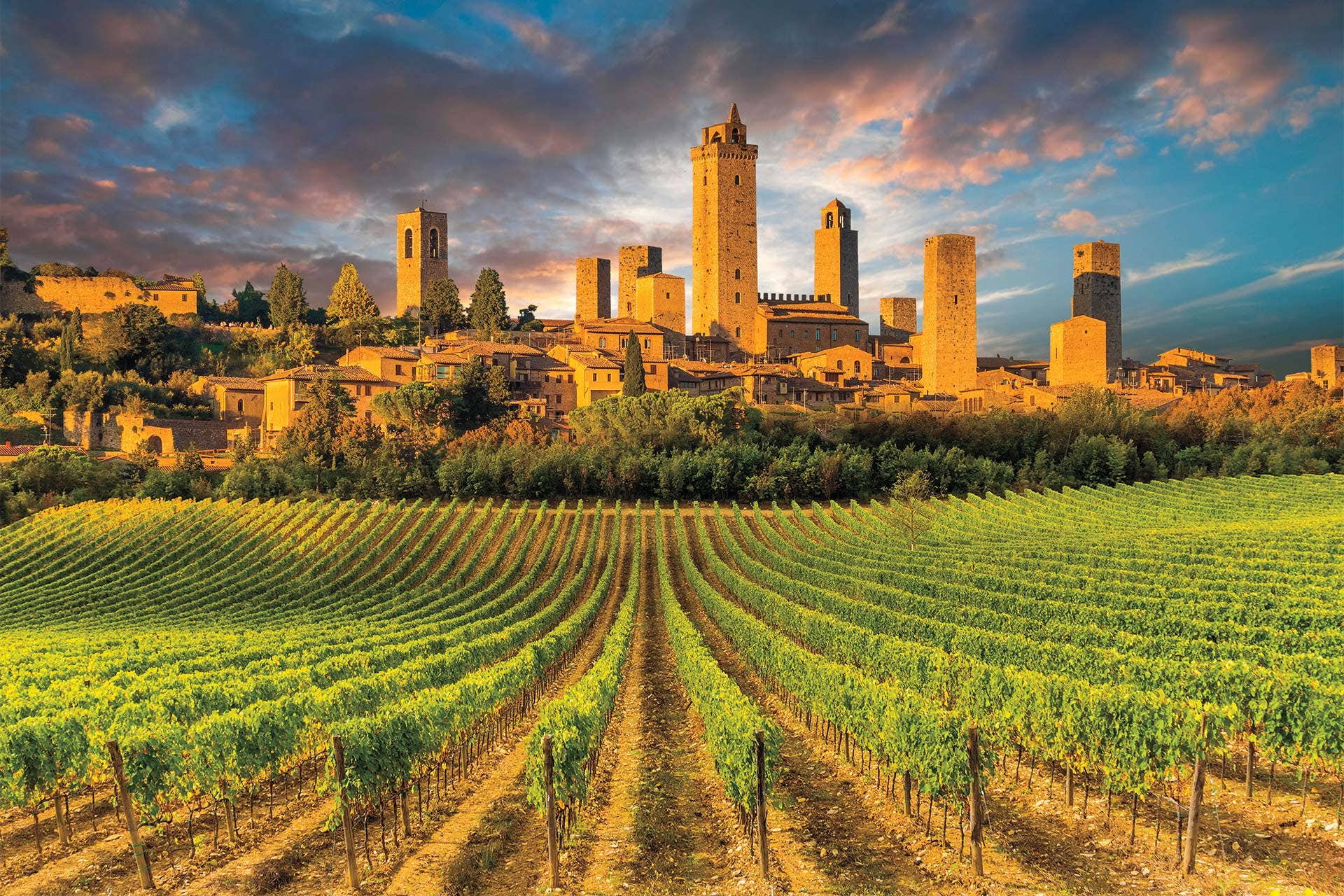 Vineyards on the outskirts of the city of San Gimignano