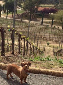 Frankie Sinatra, winery dog at Gershon Bachus