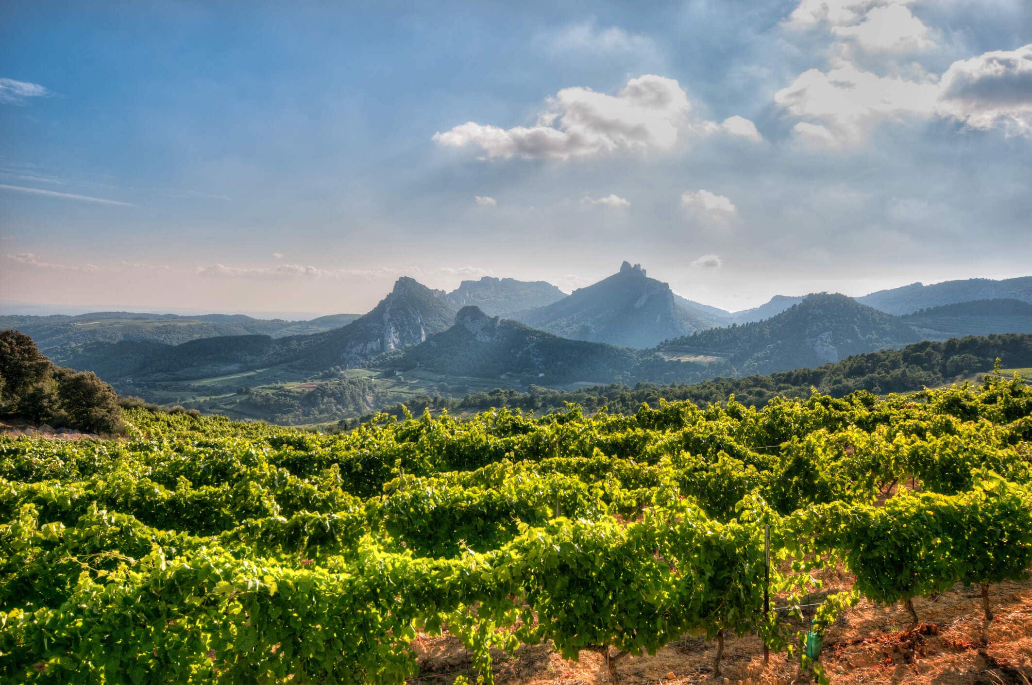 Vineyard in Suzette, France, at the foot of the Dentelles de Montmirail