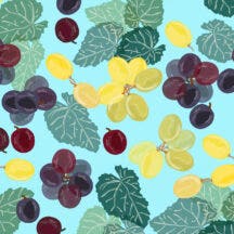 Illustration of hybrid grapes