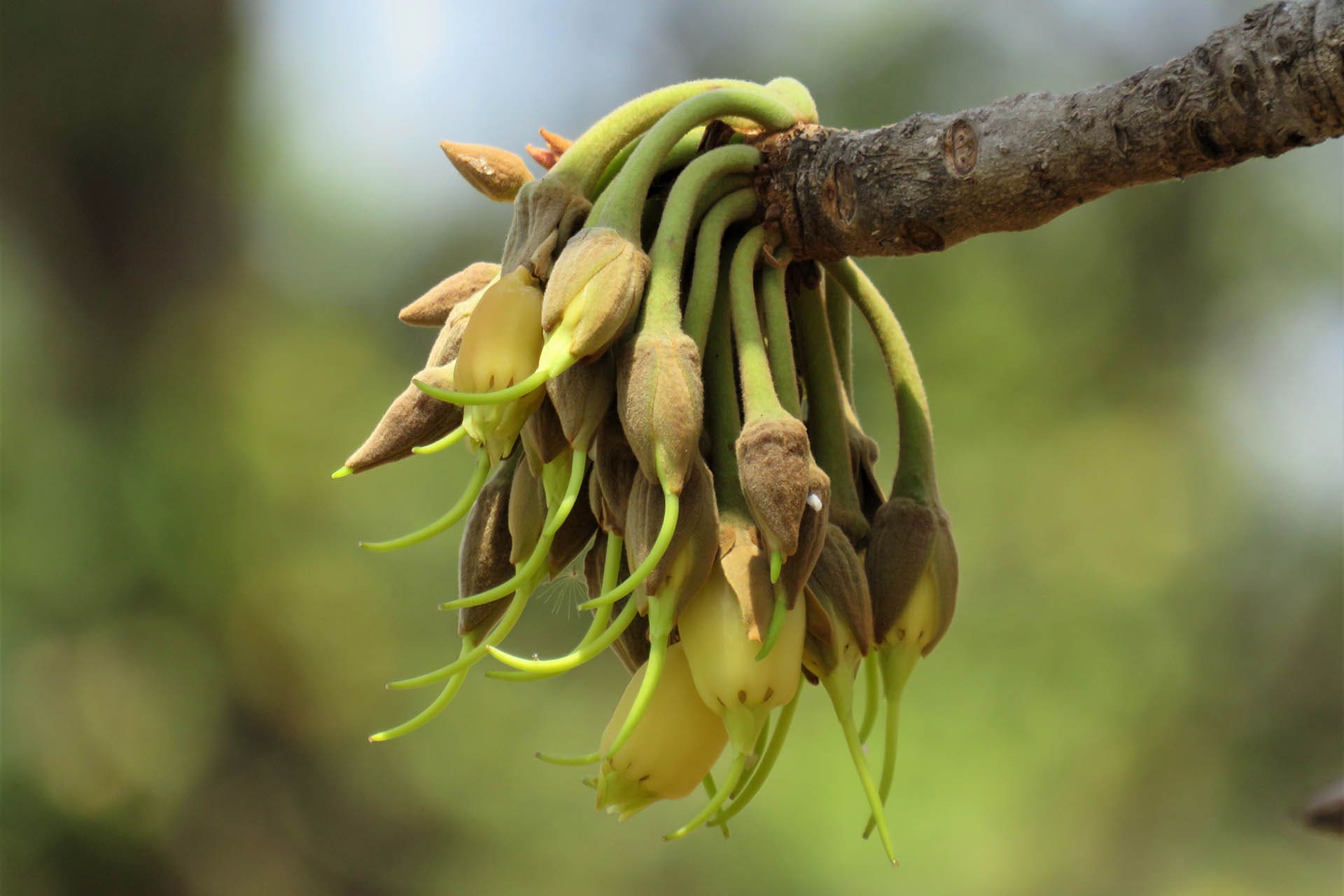 A flower used for making mahua 