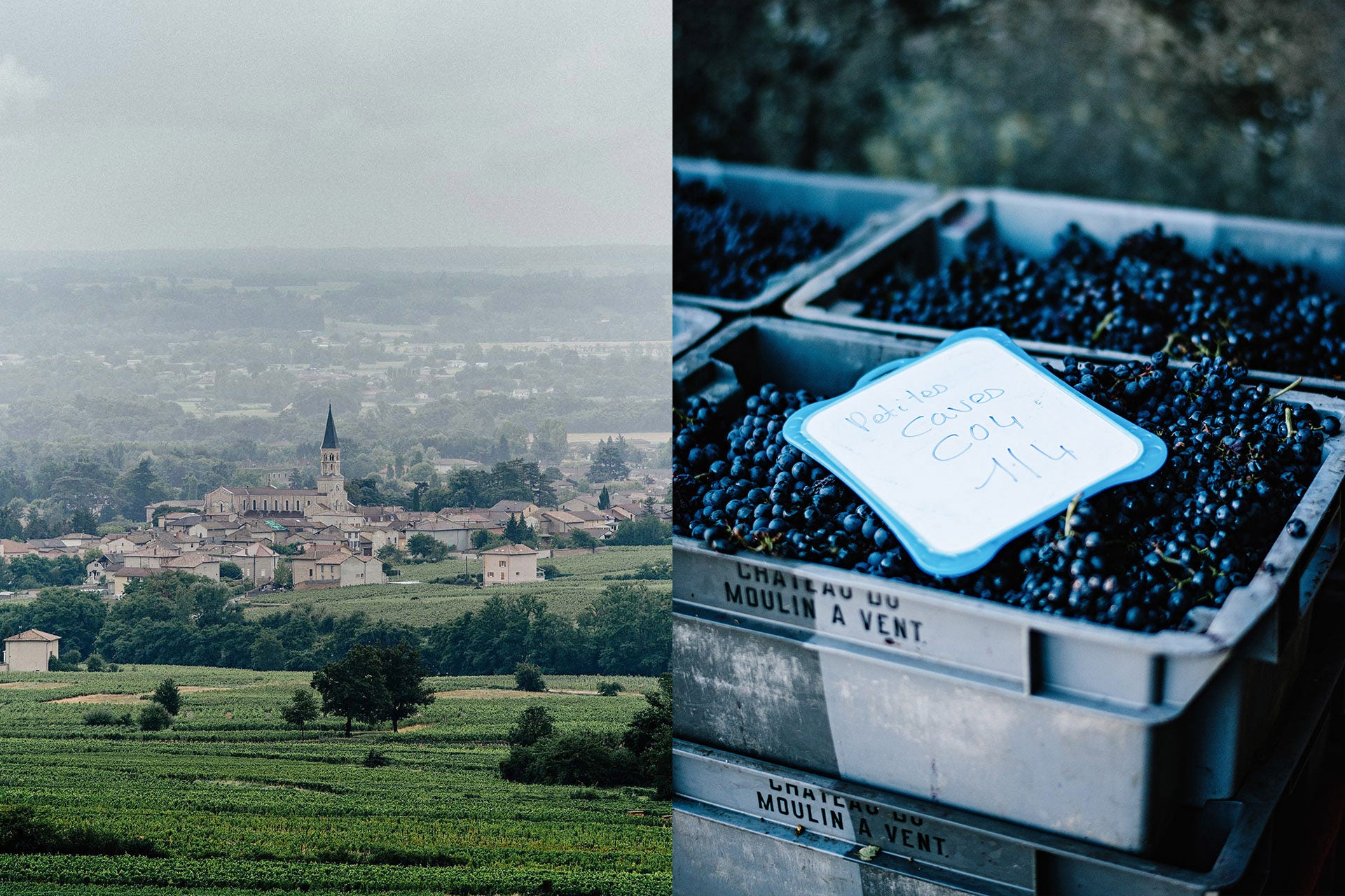 Beaujolais wine
