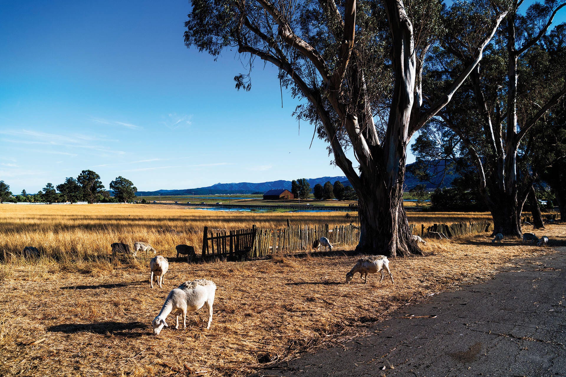 Sheep grazing at Keller Estate