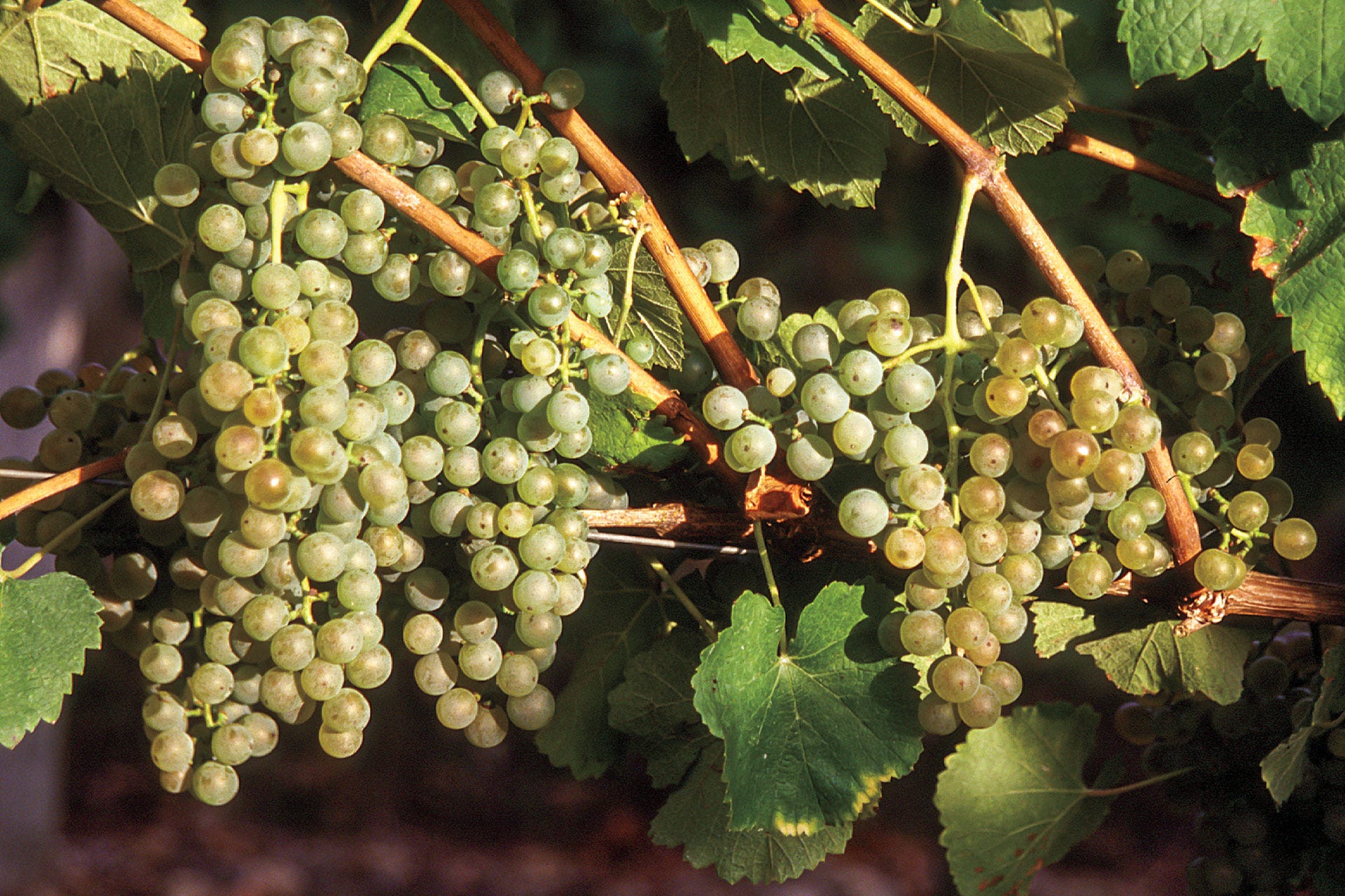 Petit Manseng grapes in Southwest France