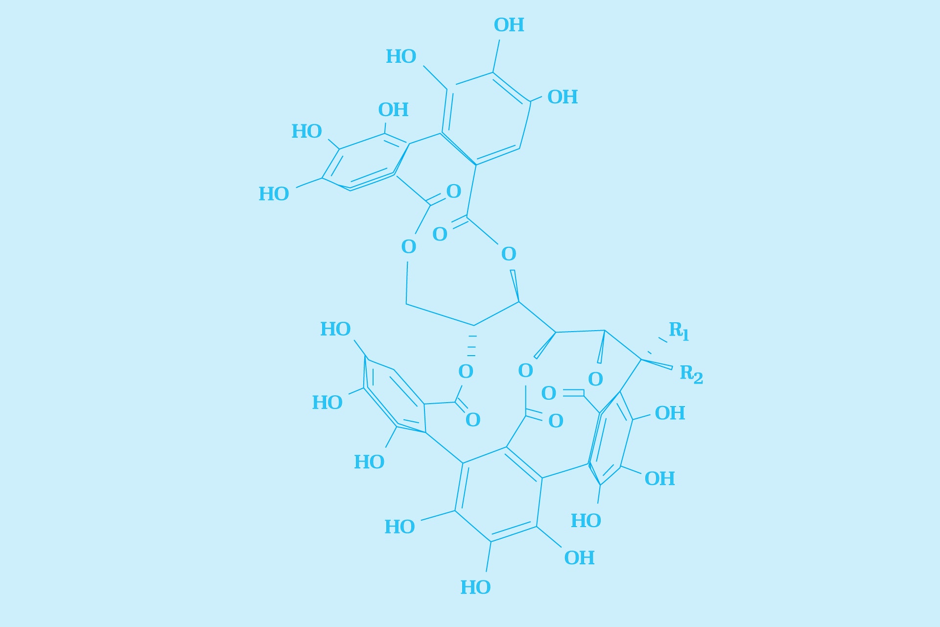 An illustration of grape phenolics