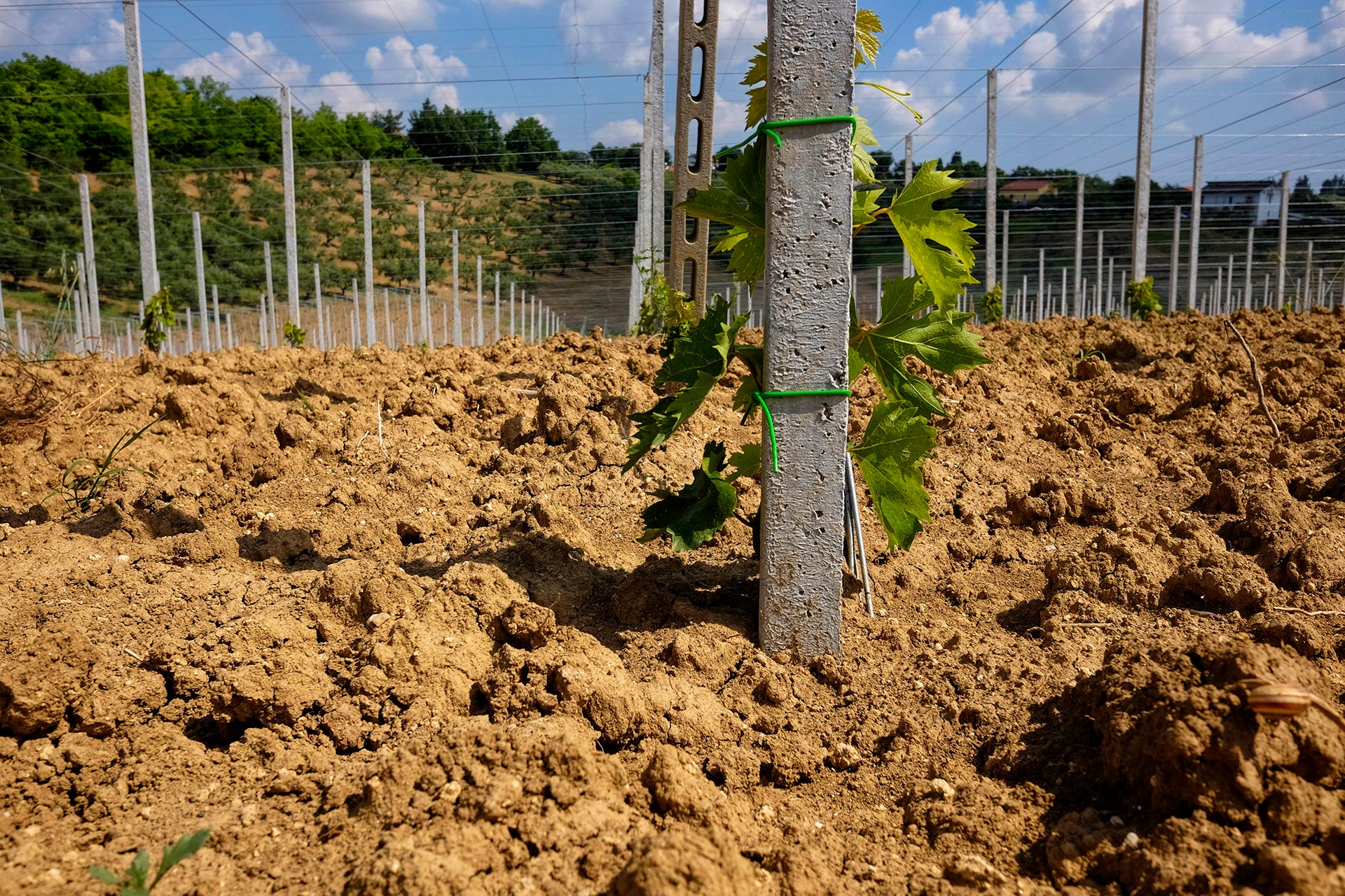 vineyard just planted in Abruzzo