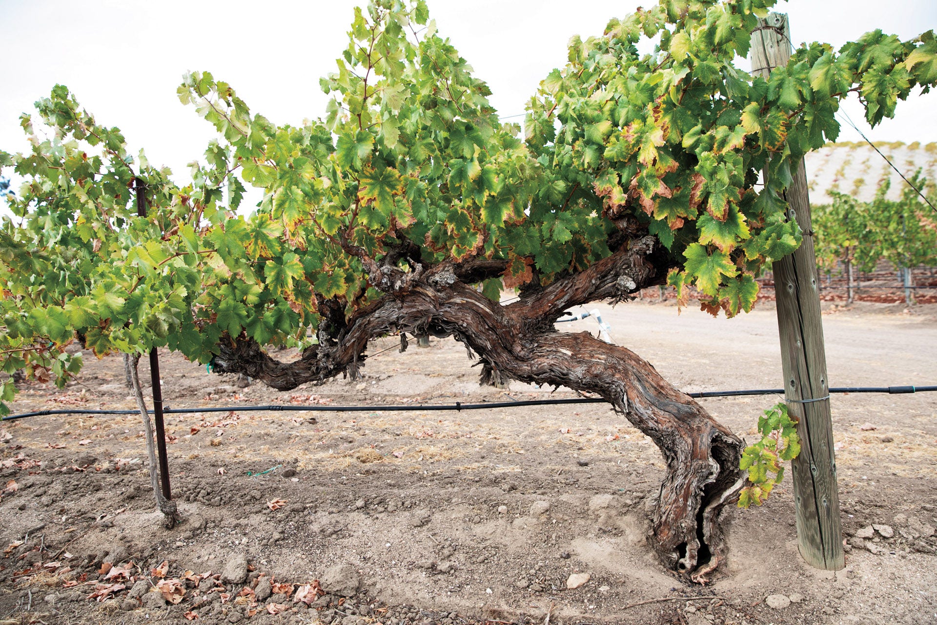 Six Producers Bringing out the Best in California Zinfandel