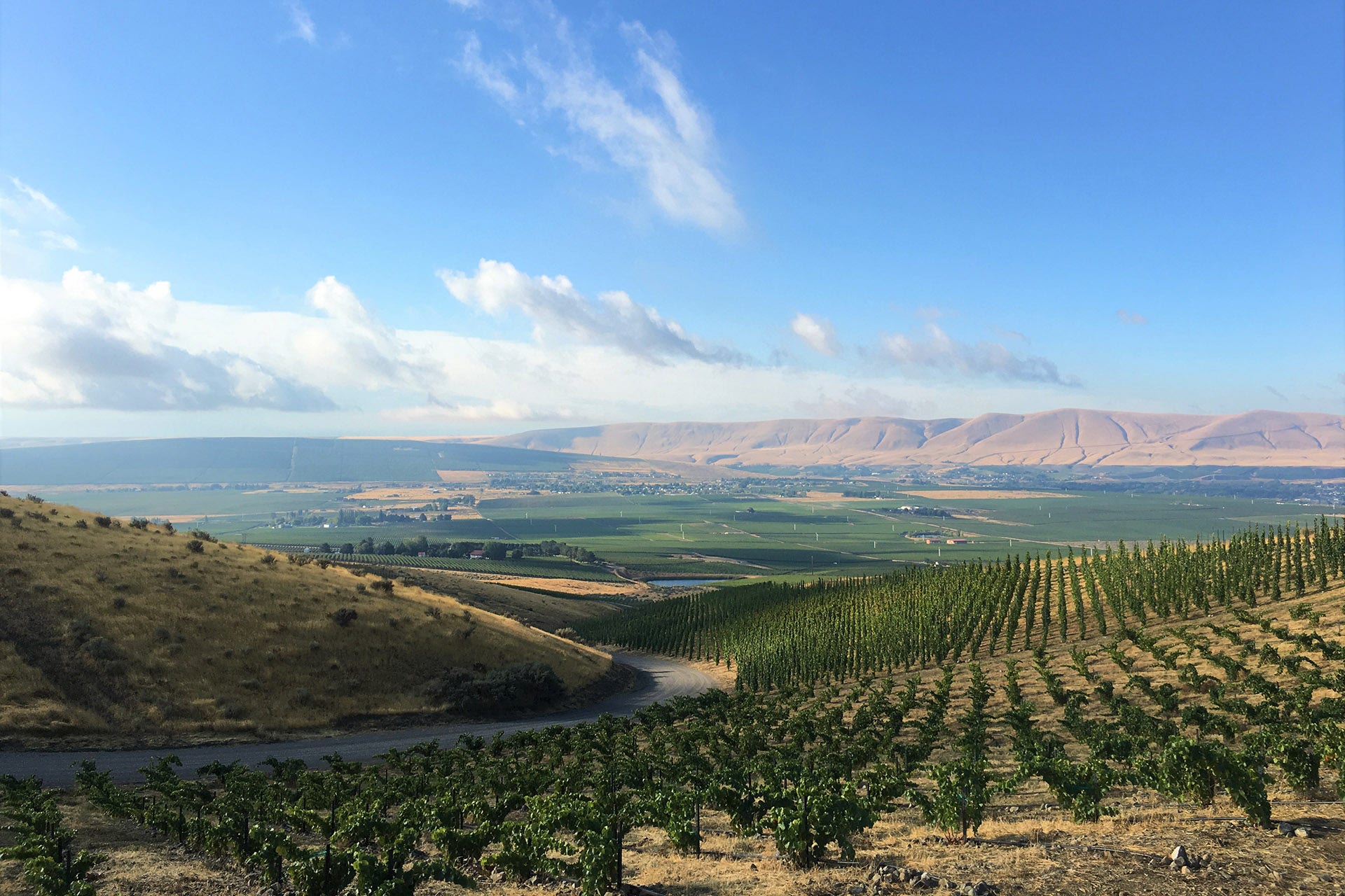 Grenache and a view from the top / Photo by Ryan Johnson