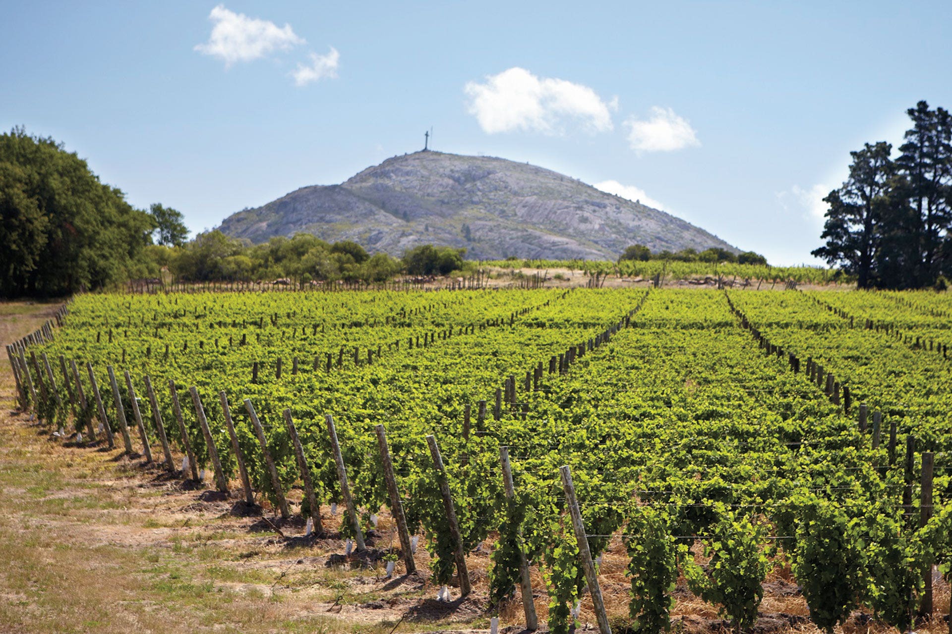 winery vineyard uruguay