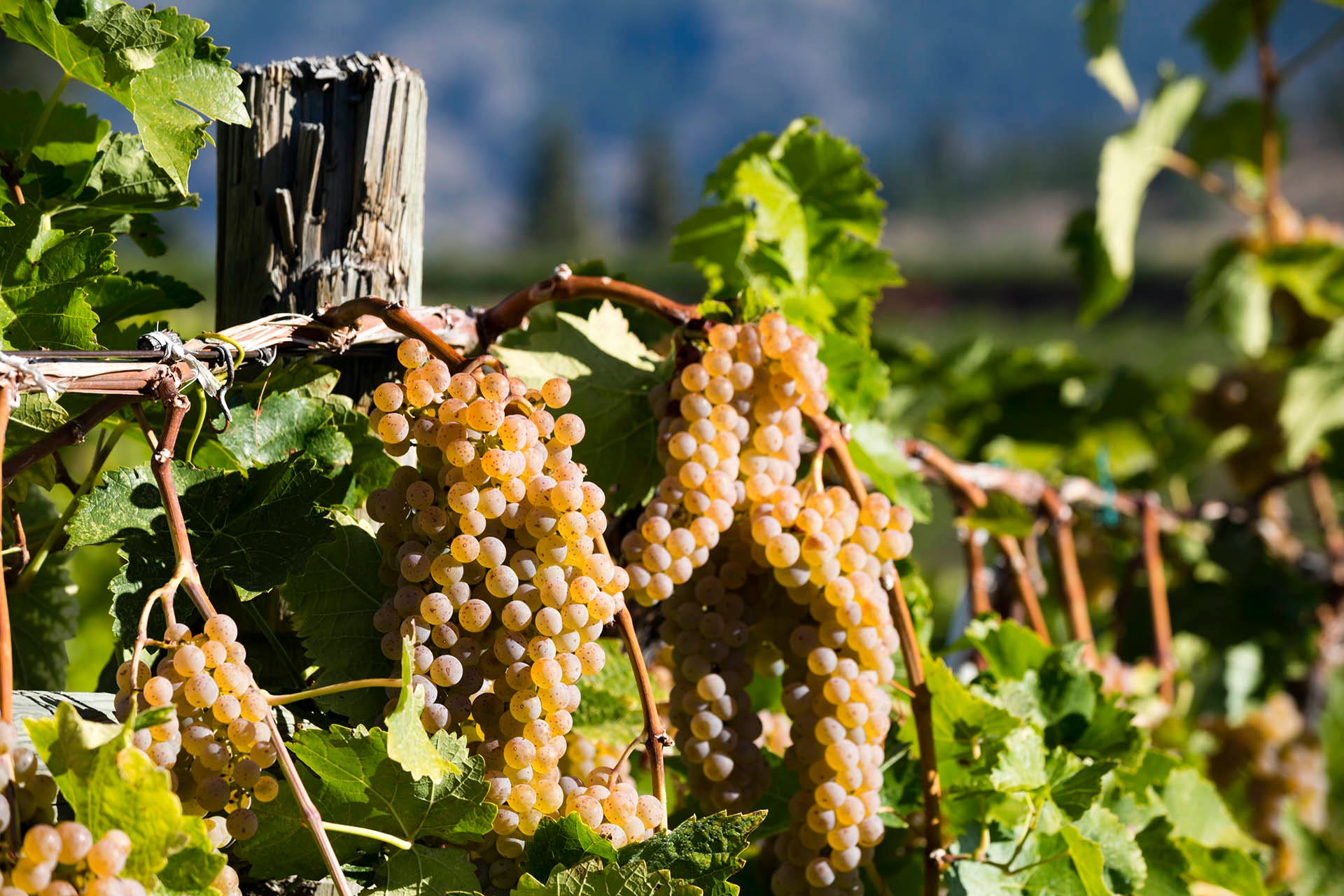 Ripe Vidal Blanc Grapes on the vine