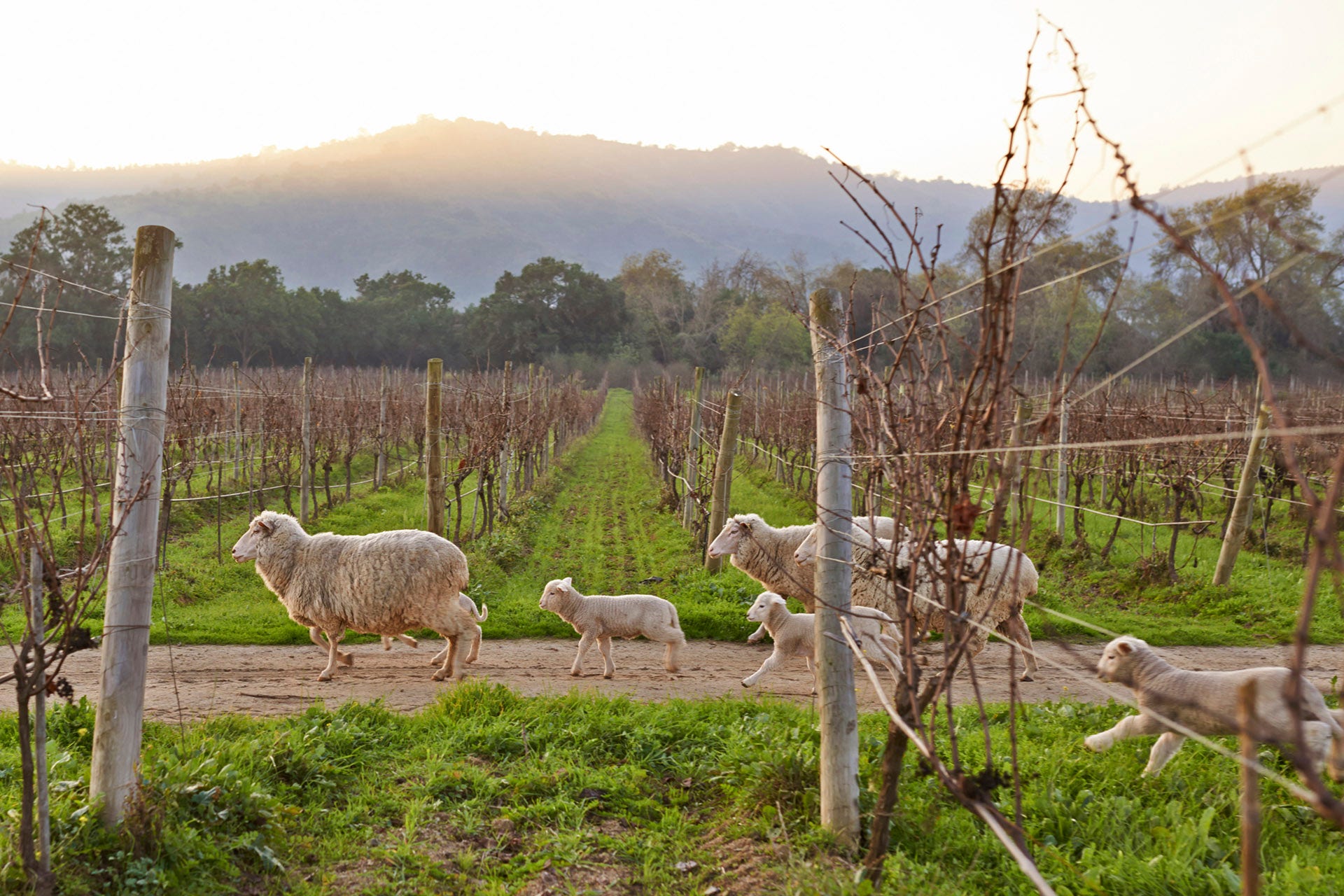 "Matetic" vineyards in Chile