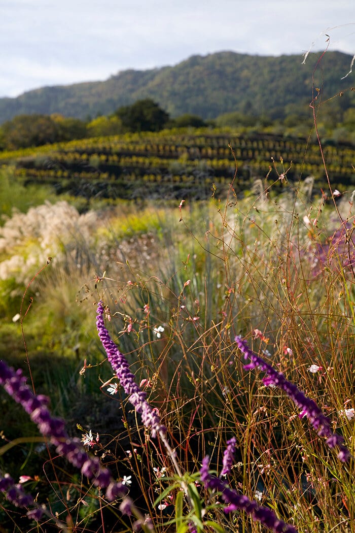 Benziger Family Winery