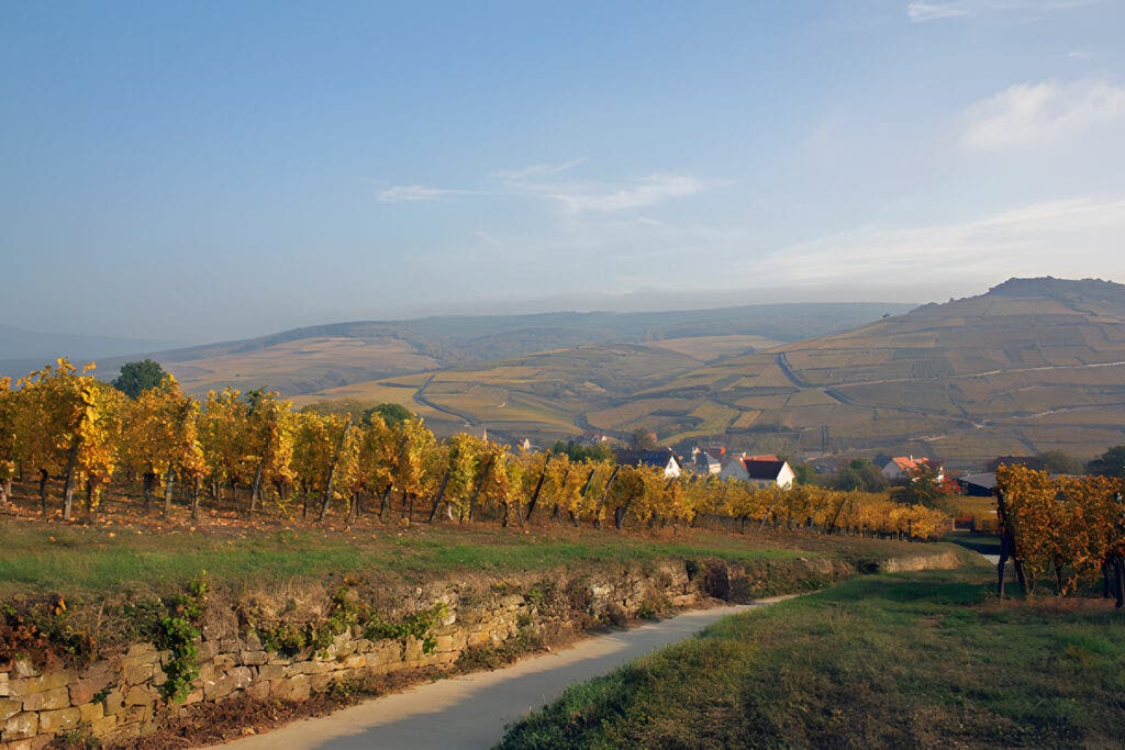 Domaine Léon Boesch
